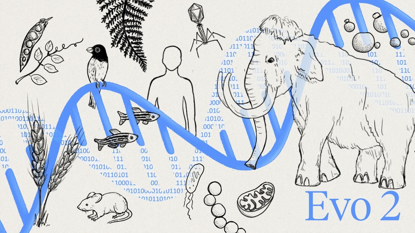 Genome modeling and design across all domains of life with Evo 2