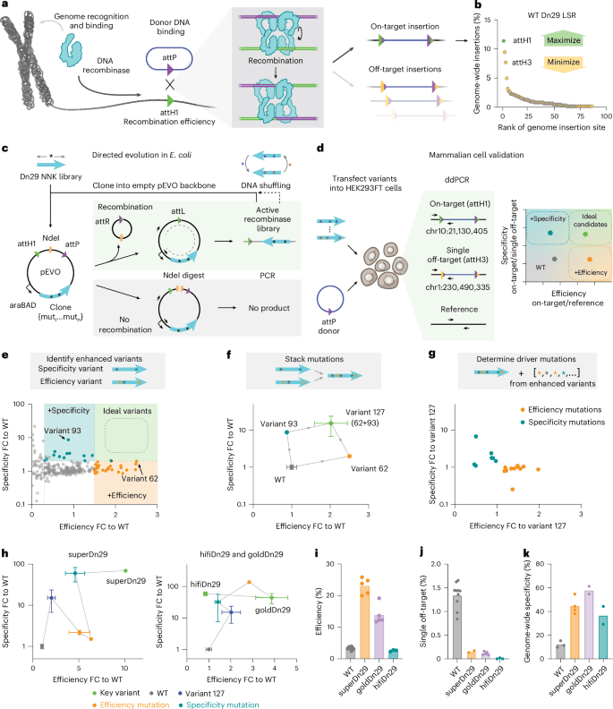Site-specific DNA insertion into the human genome with engineered recombinases