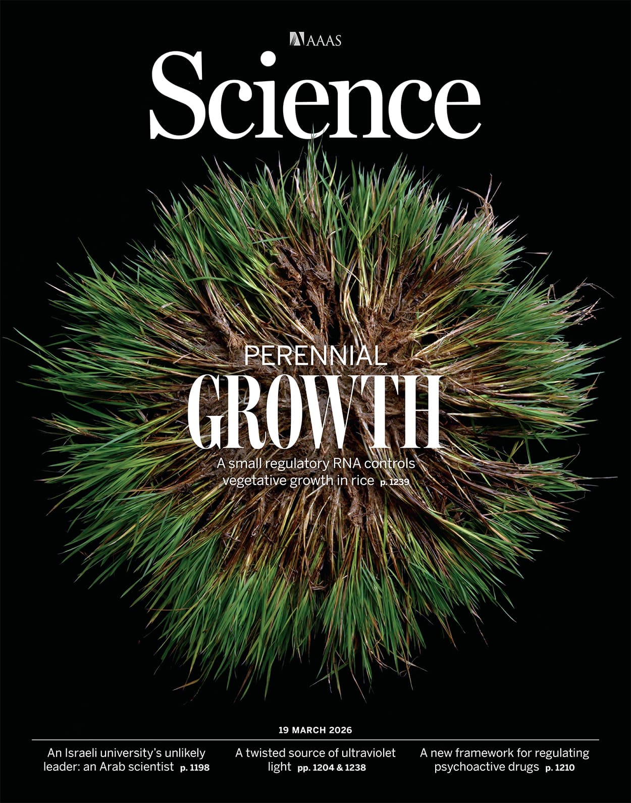 Rapid directed evolution guided by protein language models and epistatic interactions