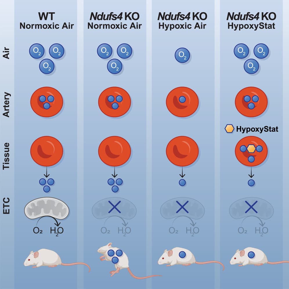 HypoxyStat, a small-molecule form of hypoxia therapy that increases oxygen-hemoglobin affinity