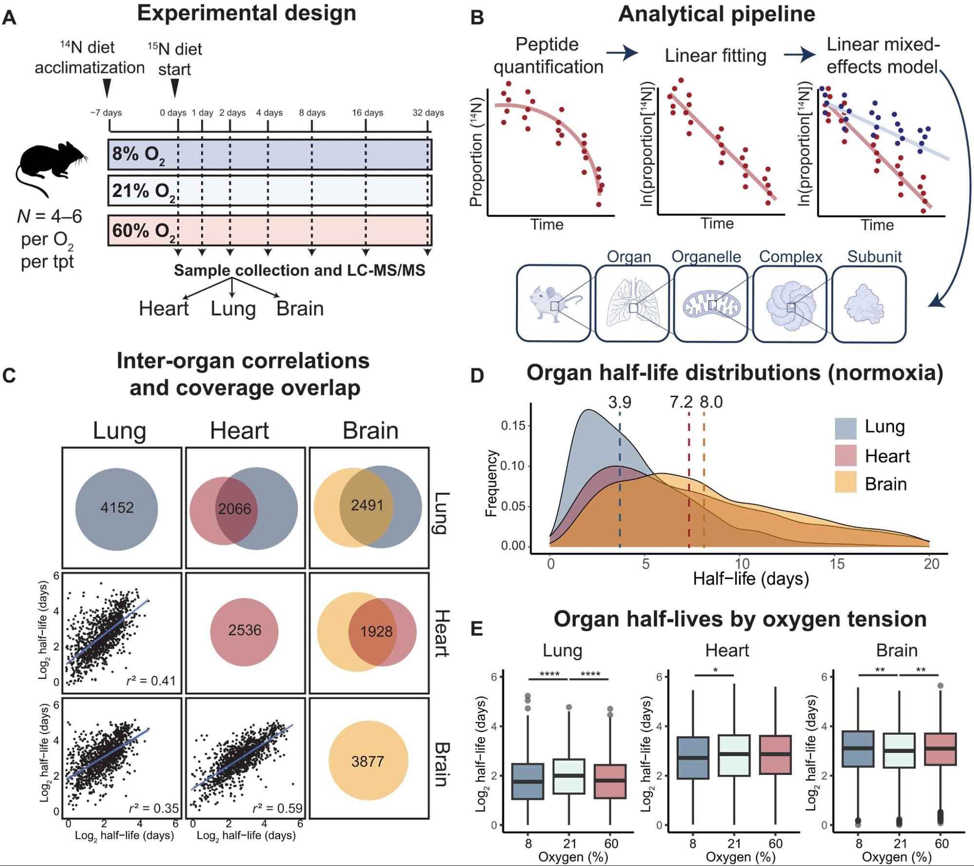 In vivo protein turnover rates in varying oxygen tensions nominate MYBBP1A as a mediator of the hyperoxia response