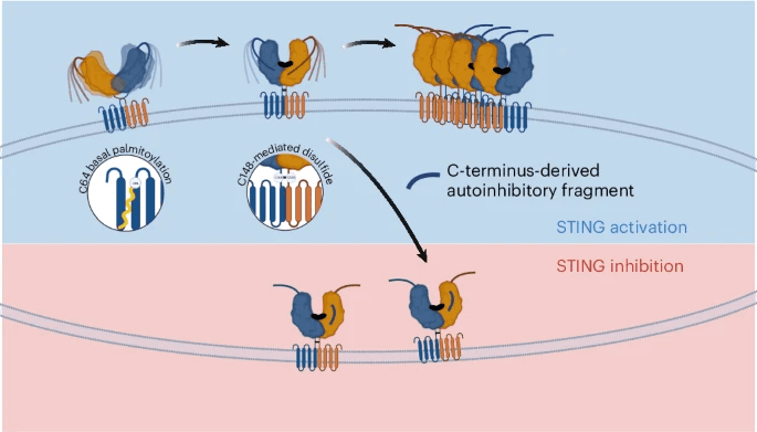 Cysteine allostery and autoinhibition govern human STING oligomer functionality
