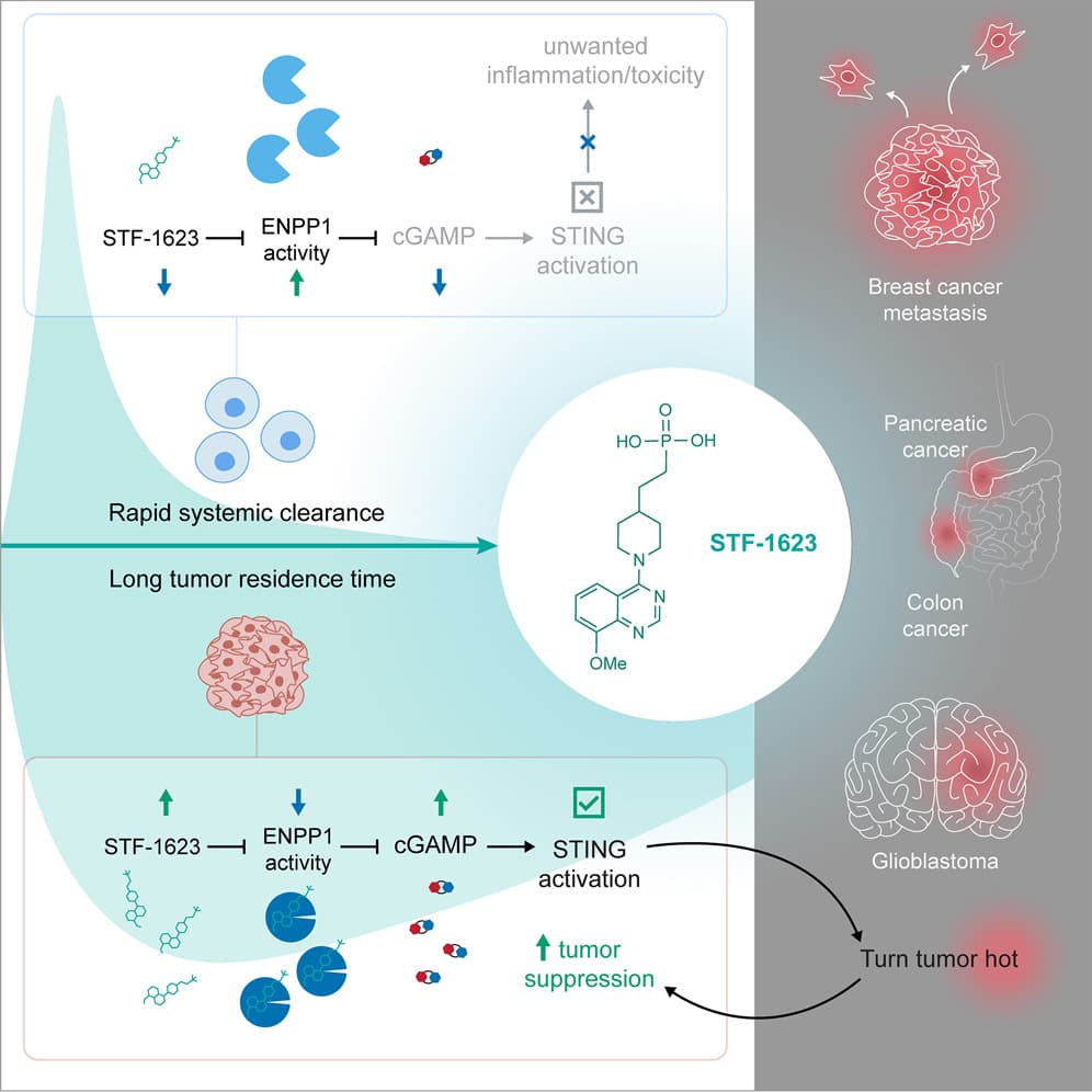 ENPP1 inhibitor with ultralong drug-target residence time as an innate immune checkpoint blockade cancer therapy