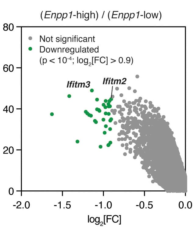 ENPP1 is an innate immune checkpoint of the anticancer cGAMP–STING pathway in breast cancer
