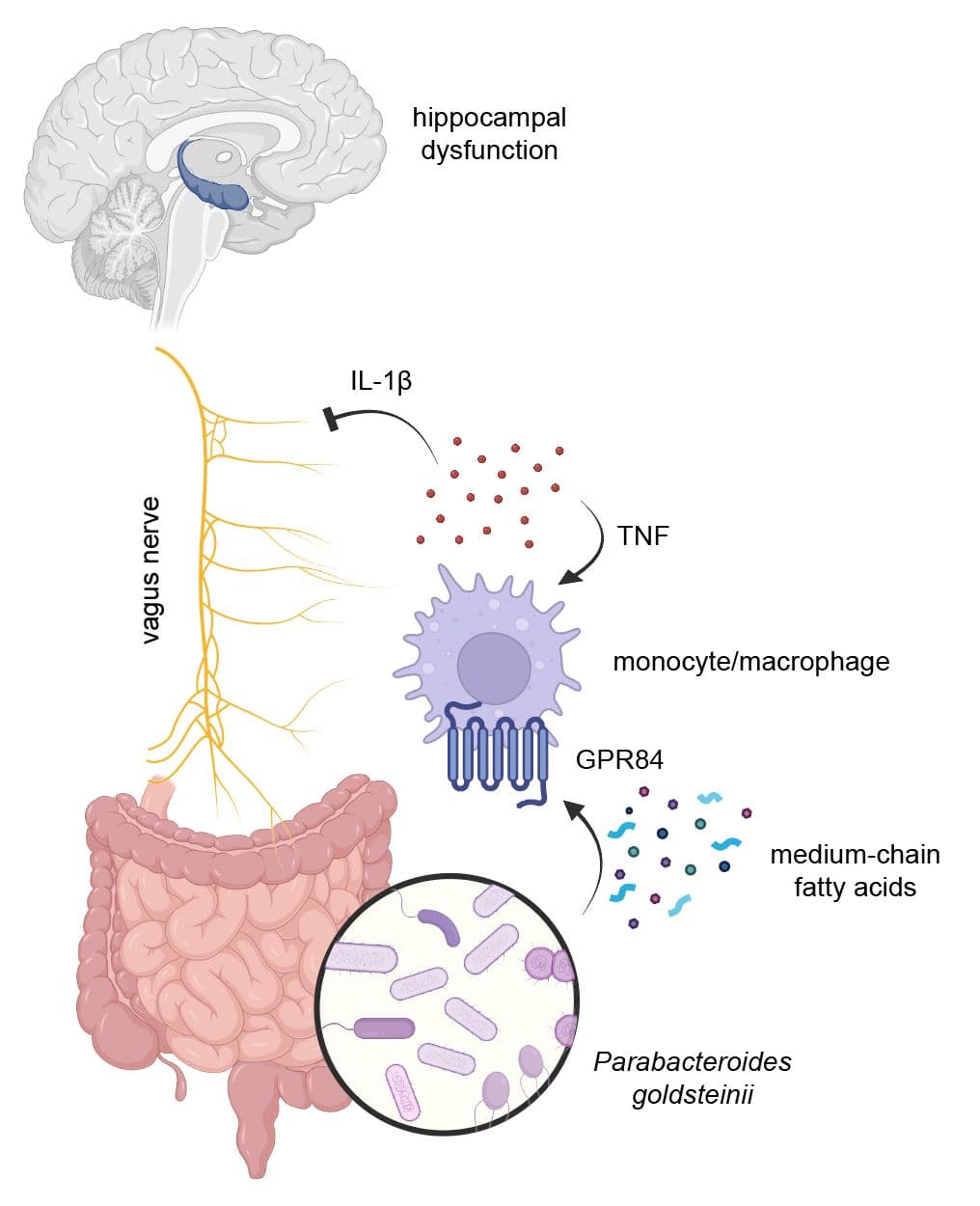 Intestinal interoceptive dysfunction drives age-associated cognitive decline