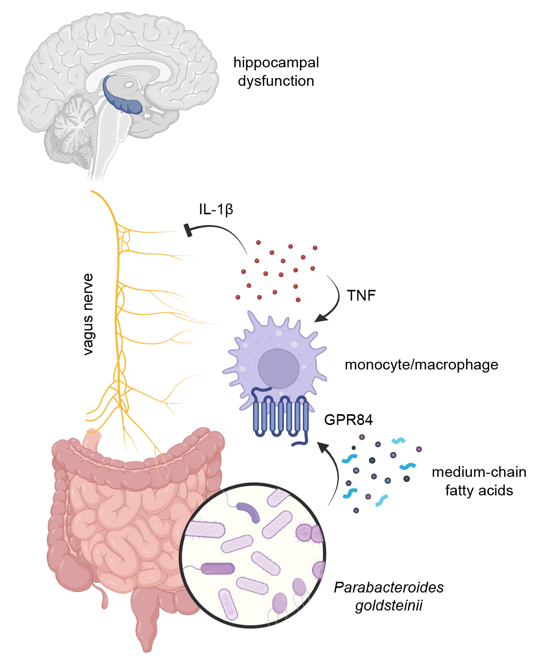 We Found That The Gut Can Drive Age-Associated Memory Loss. Now What?